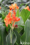 Canna spec