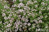 Lemon thyme (Thymus x citriodorus)