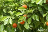 sour orange (Citrus aurantium ssp aurantium)