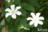 Clematis Armandii