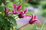 Clematis gravety beauty