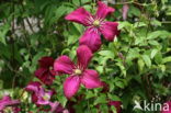 Clematis Julia Correvon