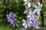 Clematis Montana Elisabeth