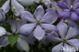 Clematis Montana Elisabeth