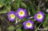 Convolvulus tricolor Royal Ensign