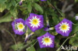 Convolvulus tricolor Royal Ensign