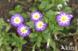 Convolvulus tricolor Royal Ensign