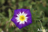 Convolvulus tricolor Royal Ensign