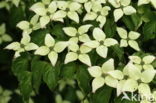 Cornus Cousa