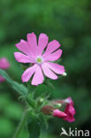 Dagkoekoeksbloem (Silene dioica)