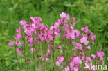 Dagkoekoeksbloem (Silene dioica)