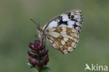 Dambordje (Melanargia galathea)