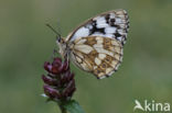 Dambordje (Melanargia galathea)