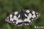 Dambordje (Melanargia galathea)