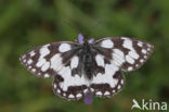 Marbled White (Melanargia galathea)