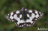 Marbled White (Melanargia galathea)