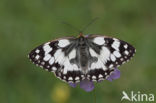 Dambordje (Melanargia galathea)