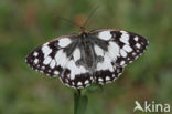 Dambordje (Melanargia galathea)