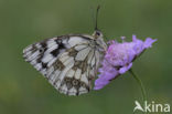 Dambordje (Melanargia galathea)