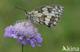 Dambordje (Melanargia galathea)