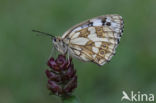 Dambordje (Melanargia galathea)