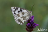 Marbled White (Melanargia galathea)