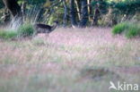 Fallow Deer (Dama dama)