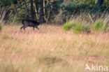 Fallow Deer (Dama dama)