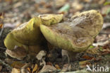 Denne-eekhoorntjesbrood (Boletus pinophilus)