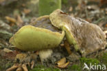 Denne-eekhoorntjesbrood (Boletus pinophilus)