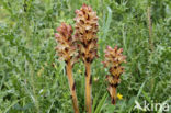 Distelbremraap (Orobanche reticulata)