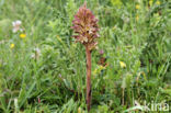 Distelbremraap (Orobanche reticulata)