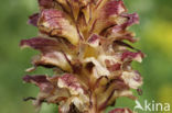 Distelbremraap (Orobanche reticulata)