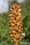 Distelbremraap (Orobanche reticulata)