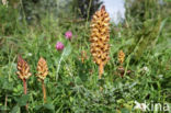 Distelbremraap (Orobanche reticulata)