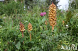 Distelbremraap (Orobanche reticulata)