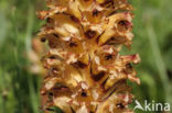 Thistle Broomrape (Orobanche reticulata)