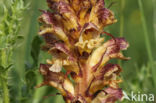 Distelbremraap (Orobanche reticulata)