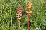 Distelbremraap (Orobanche reticulata)