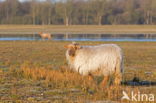 Drents heideschaap (Ovis domesticus)