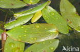 Drijvend fonteinkruid (Potamogeton natans)