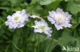 Duifkruid (Scabiosa columbaria)