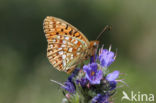 Duinparelmoervlinder (Argynnis niobe)