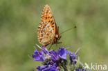 Duinparelmoervlinder (Argynnis niobe)