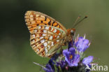 Duinparelmoervlinder (Argynnis niobe)