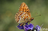 Duinparelmoervlinder (Argynnis niobe)