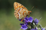 Duinparelmoervlinder (Argynnis niobe)