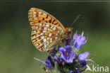 Duinparelmoervlinder (Argynnis niobe)