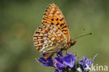 Duinparelmoervlinder (Argynnis niobe)