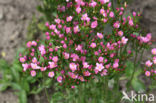 Duizendguldenkruid (Centaurium)